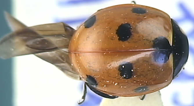 Coccinella septempunctata